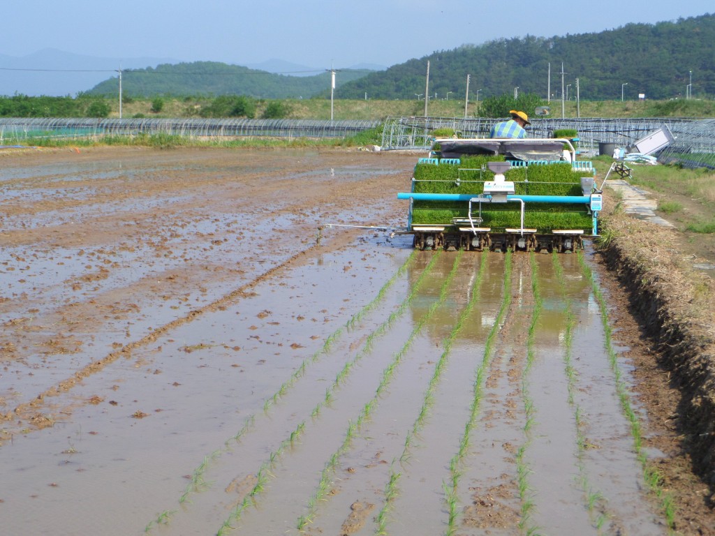 1. 경주시, 논 3기작 작부체계 기술 보급으로 논 이용 극대화 (해담쌀 모내기 모습)