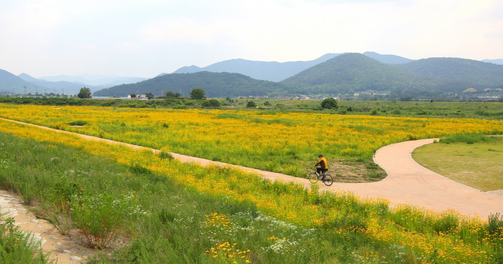 2. 경주 형산강변 샛노란 금계국 꽃물결 장관(형산강변 금계화) (1)