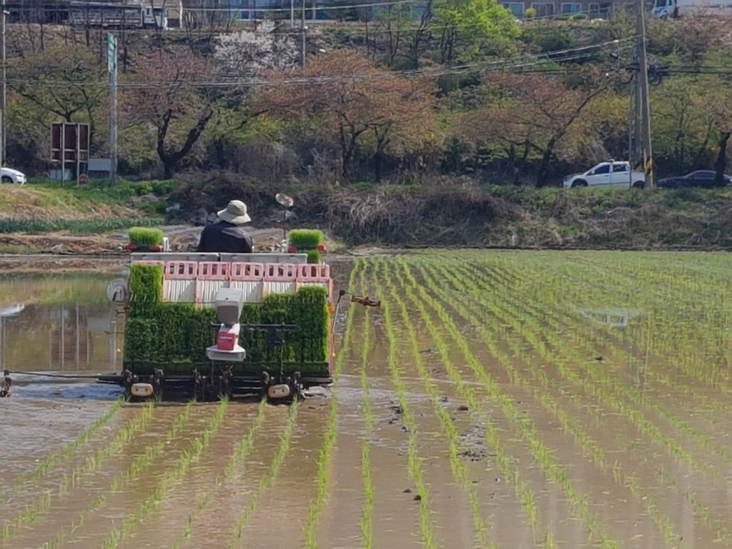 2. 경주시, 지역 첫 모내기 행사 가져 (2)