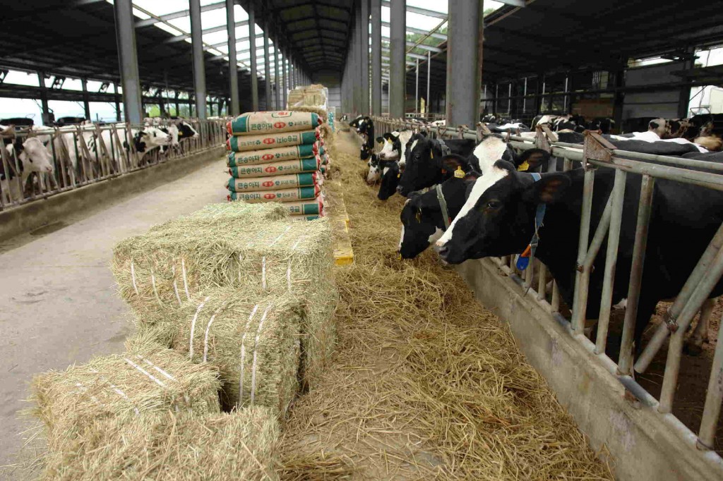 4. 경주시, 젖소 우유 단백질 향상기술 보급 농가소득 증대 기여 (1)