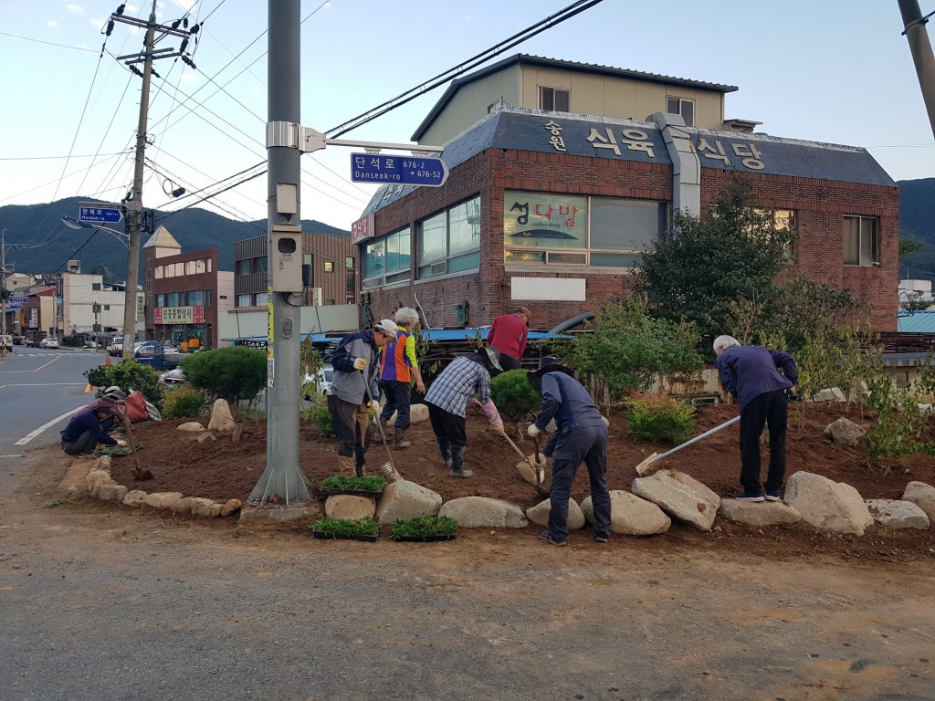 2. 경주시 산내면 교통섬 칠자화 식재(3)