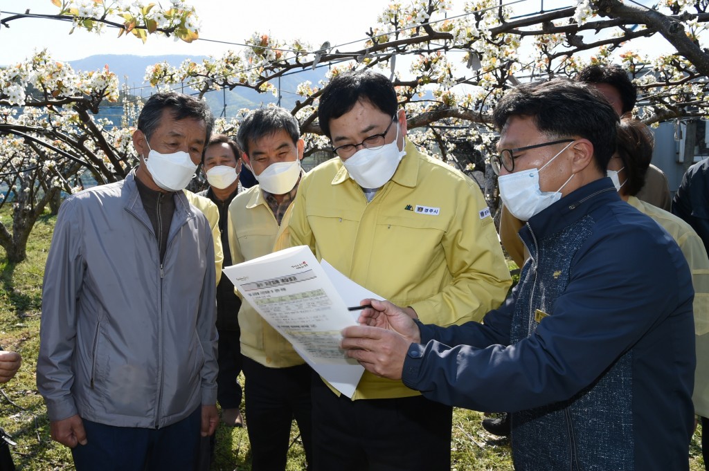 1. 지난8일 주낙영 경주시장이 현곡면 일원 배꽃 저온피해입은 농가 현장을 방문해 피해 상황을 확인하고 있다 (3)