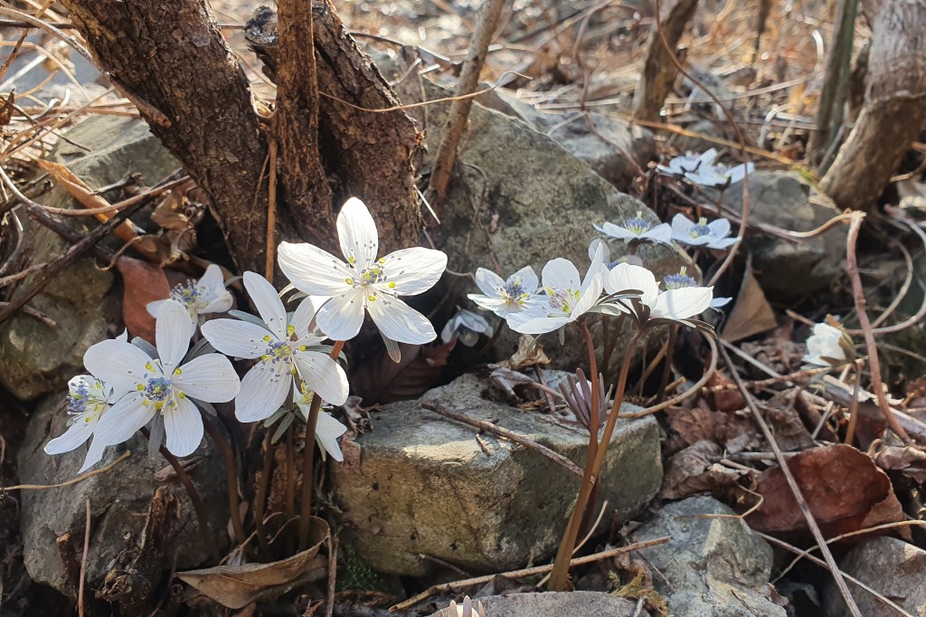 관련사진_경주_변산바람꽃2