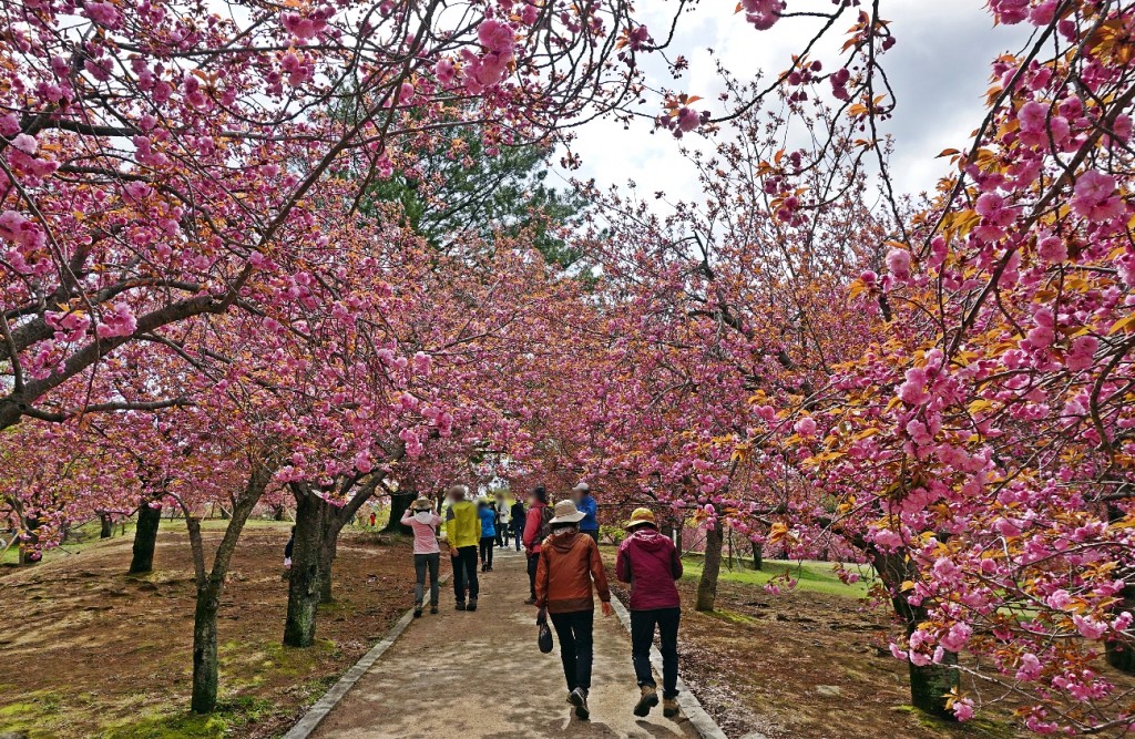 1. 경주 봄꽃 여행 어디까지 가봤니