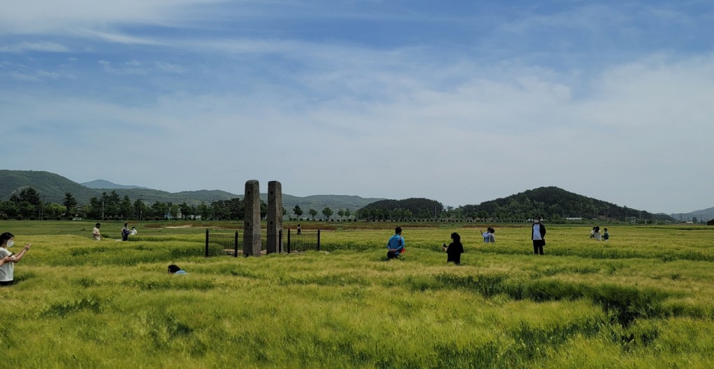 4. 경주시 분황사의 푸른 봄, ‘청보리밭’ 성황 (2)