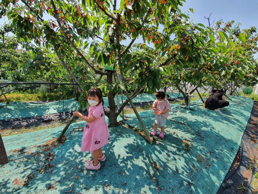 6. 체리열매 따러 경주 동궁원으로 오세요~ (2)