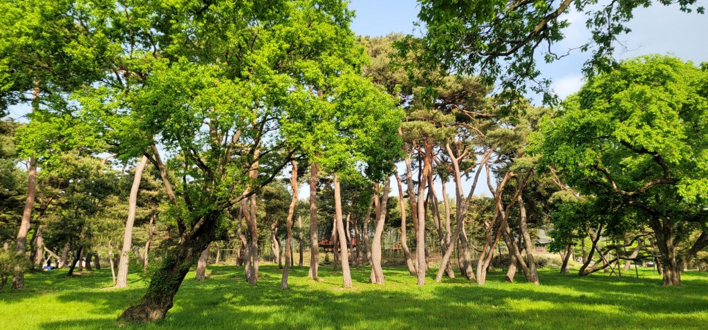 5. 경주 숨은 명소 ‘오릉’, 대나무 숲길 정비로 새 단장(소나무전경)