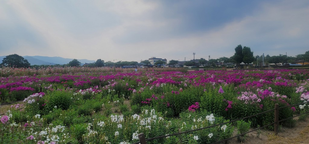 8. 경주시, 동부사적지 첨성대 일원에 플록스 꽃단지 조성 (3)