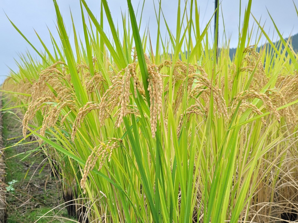 5. 최고 품질 ‘경주 안평쌀’ 이달 중순 소비자들에 첫선 보여