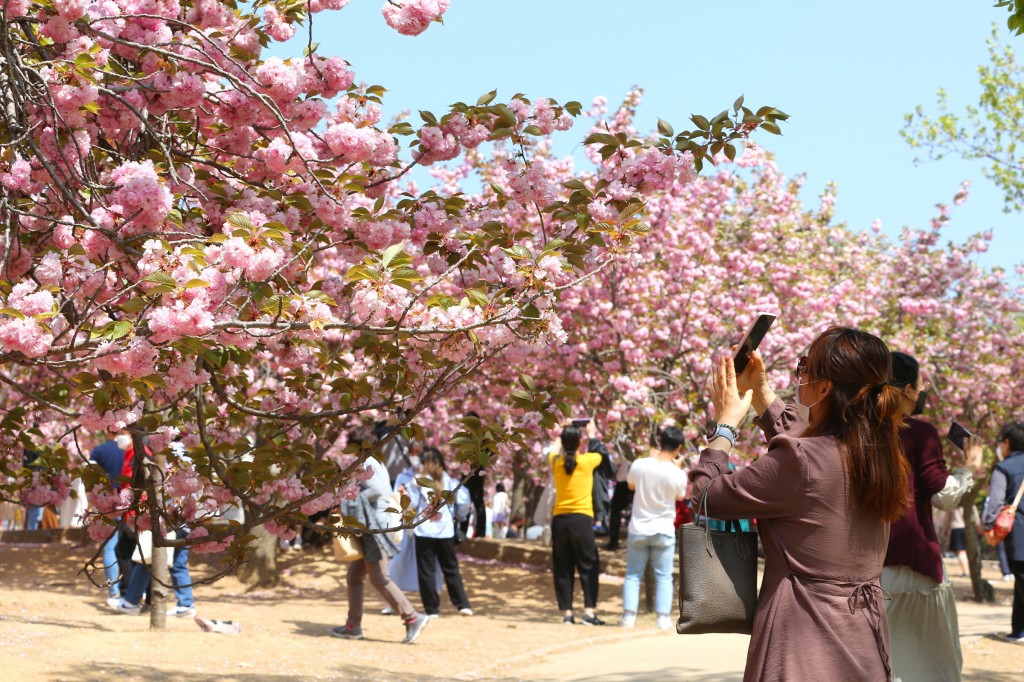 1. “3년 만에 꽃놀이 즐겨볼까”… 경주 불국사 겹벚꽃 축제에 방문객들 ‘북적’ (4)