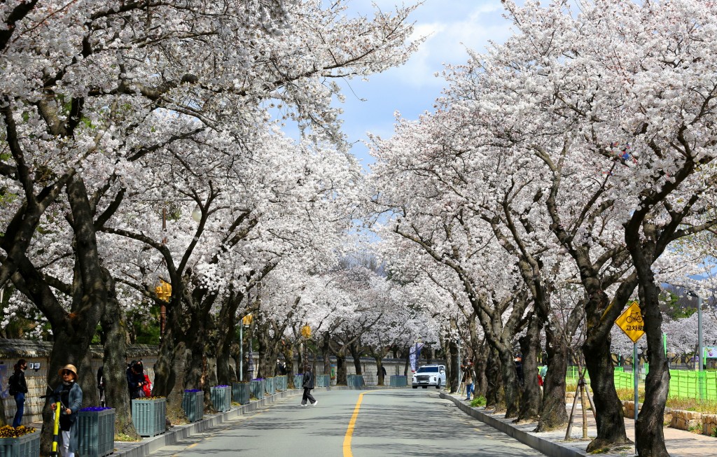 경주 벚꽃명소 벚꽃 절정, 상춘객 발길 이어져 (대릉원 돌담길)