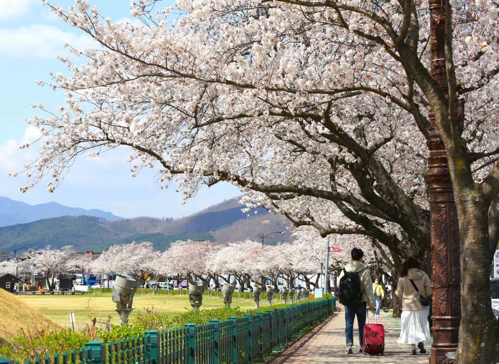 경주 벚꽃명소 벚꽃 절정, 상춘객 발길 이어져 (동부사적지)