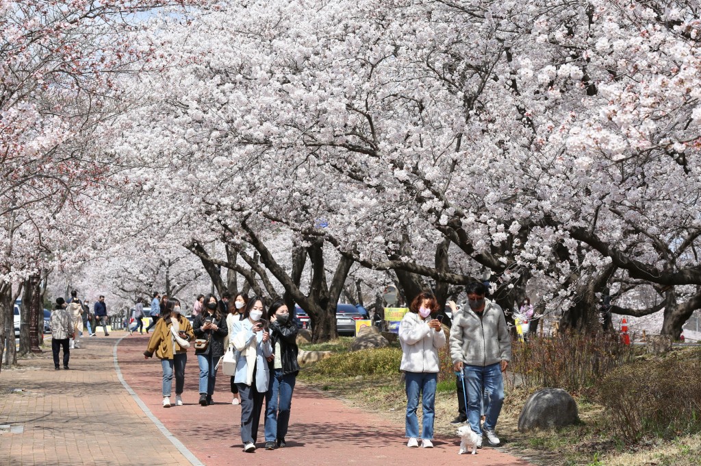 경주 벚꽃명소 벚꽃 절정, 상춘객 발길 이어져 (흥무로 일원) (2)