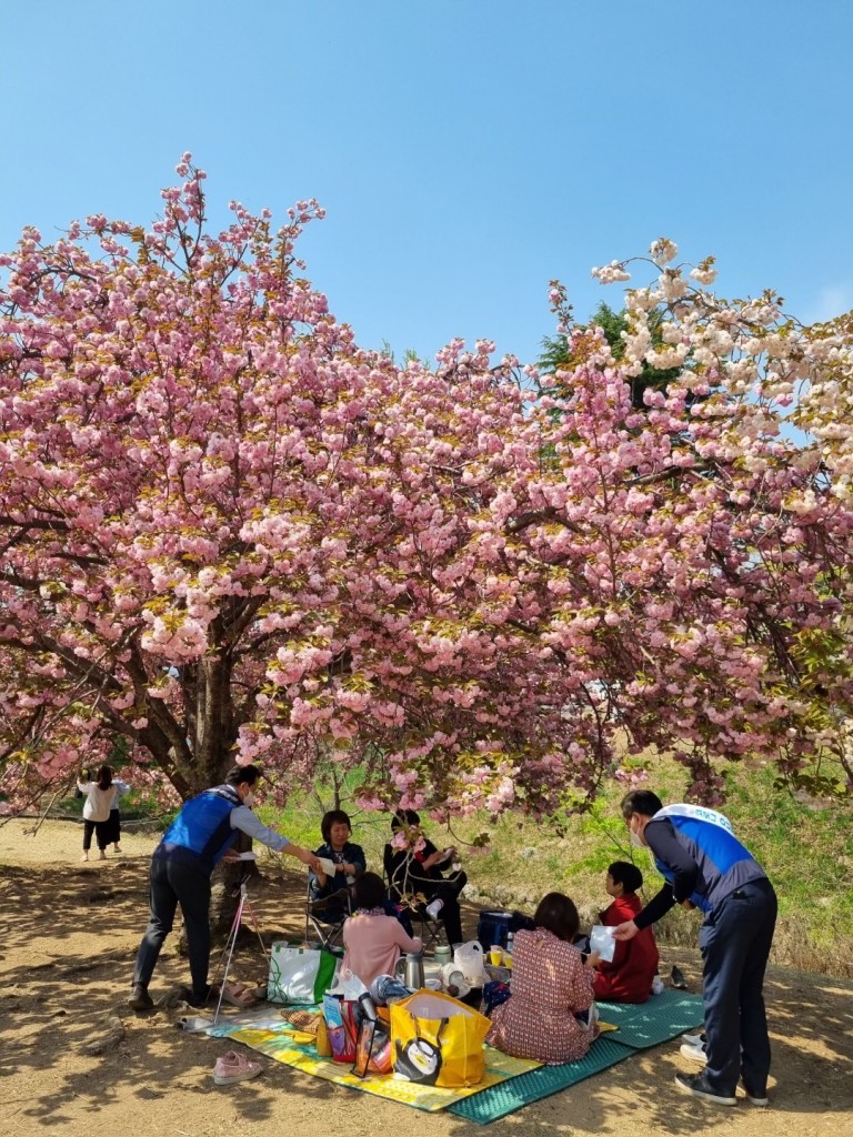 사진1. 한수원 수소융복합처가 경주 왕겹벚꽃 명소를 찾은 관광객을 대상으로 청렴문화 확산 캠페인을 시행했다