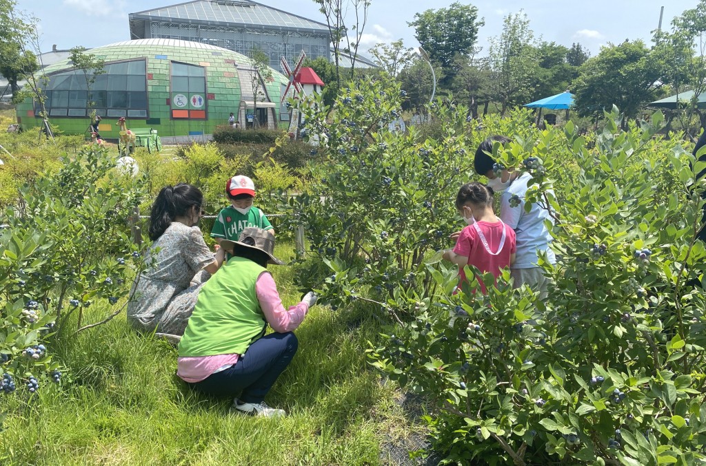 3. 경주 동궁원, 블루베리 열매따기 체험 프로그램 진행 (2)