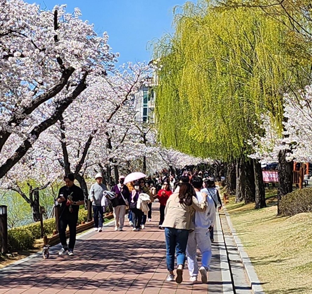보문산책로에 관광객들이 벚꽃을 즐기고 있다.