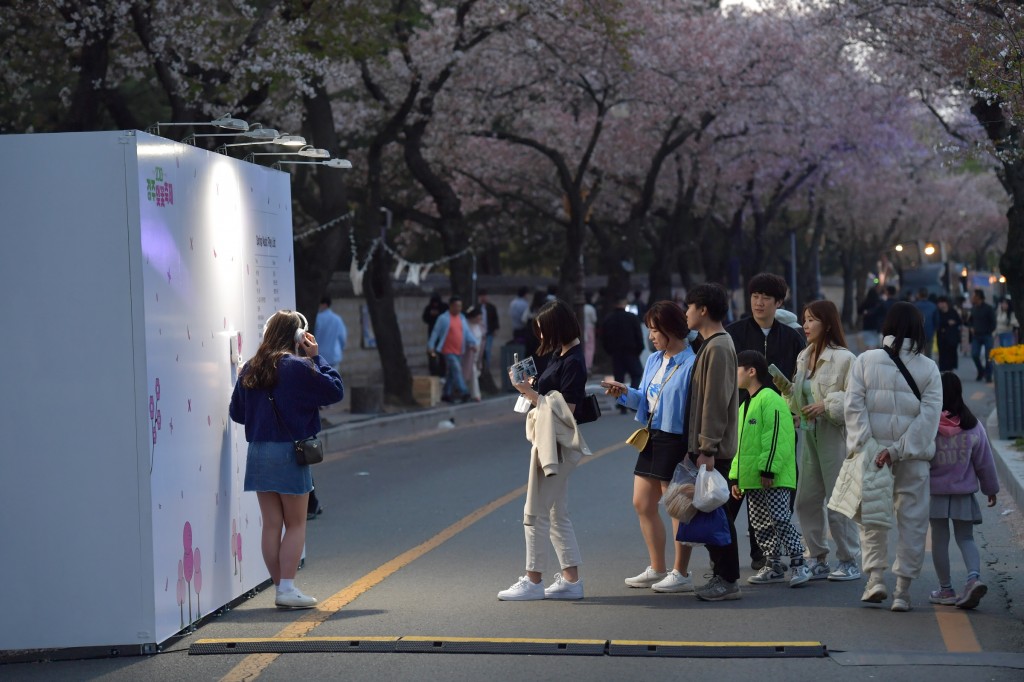 2-3. 경주벚꽃축제, 차 없는 안전한 행사장 조성… 성황리 마무리